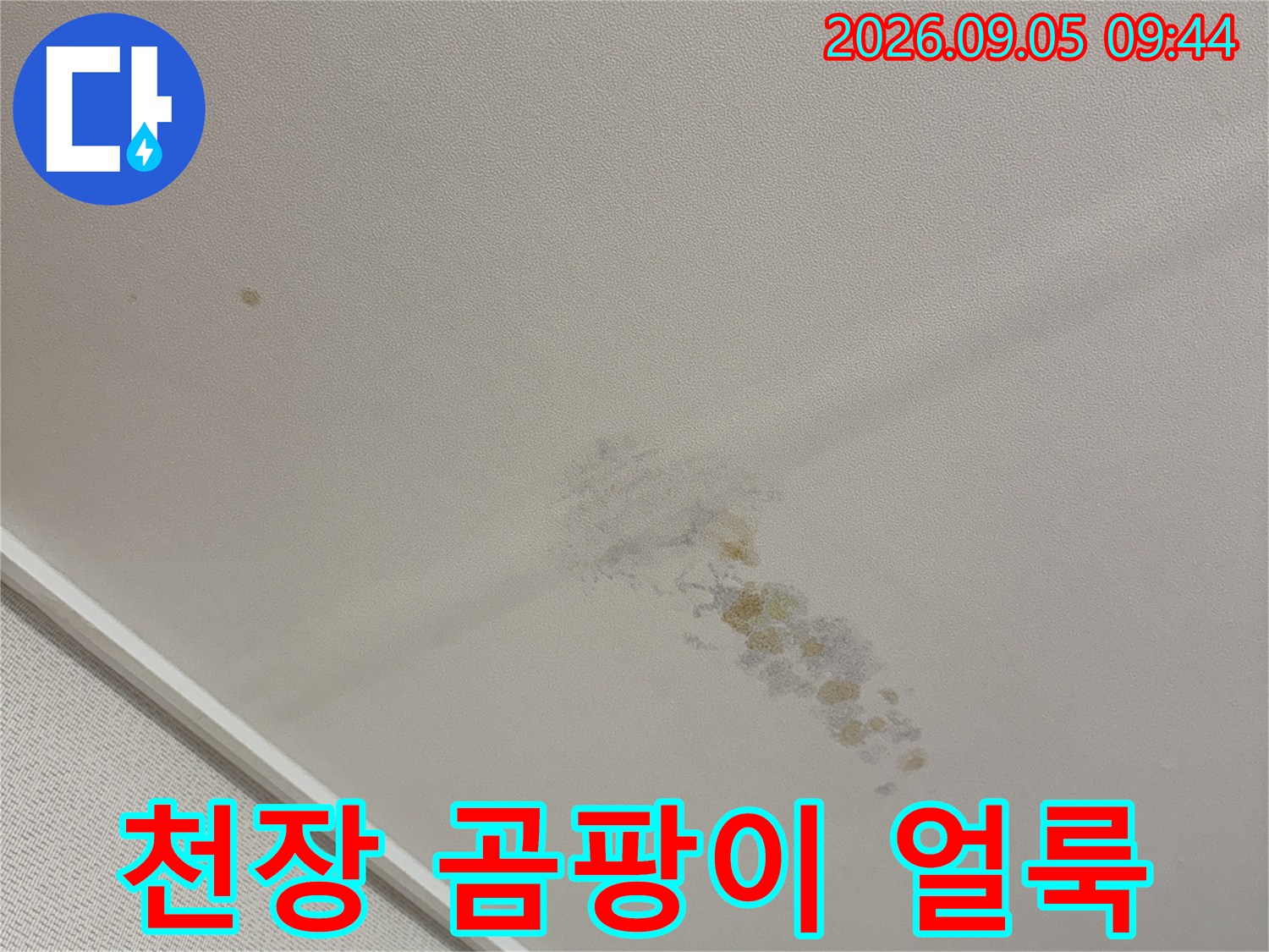 용인 동천동 아파트 천장 벽지에 발생한 곰팡이와 누수 흔적