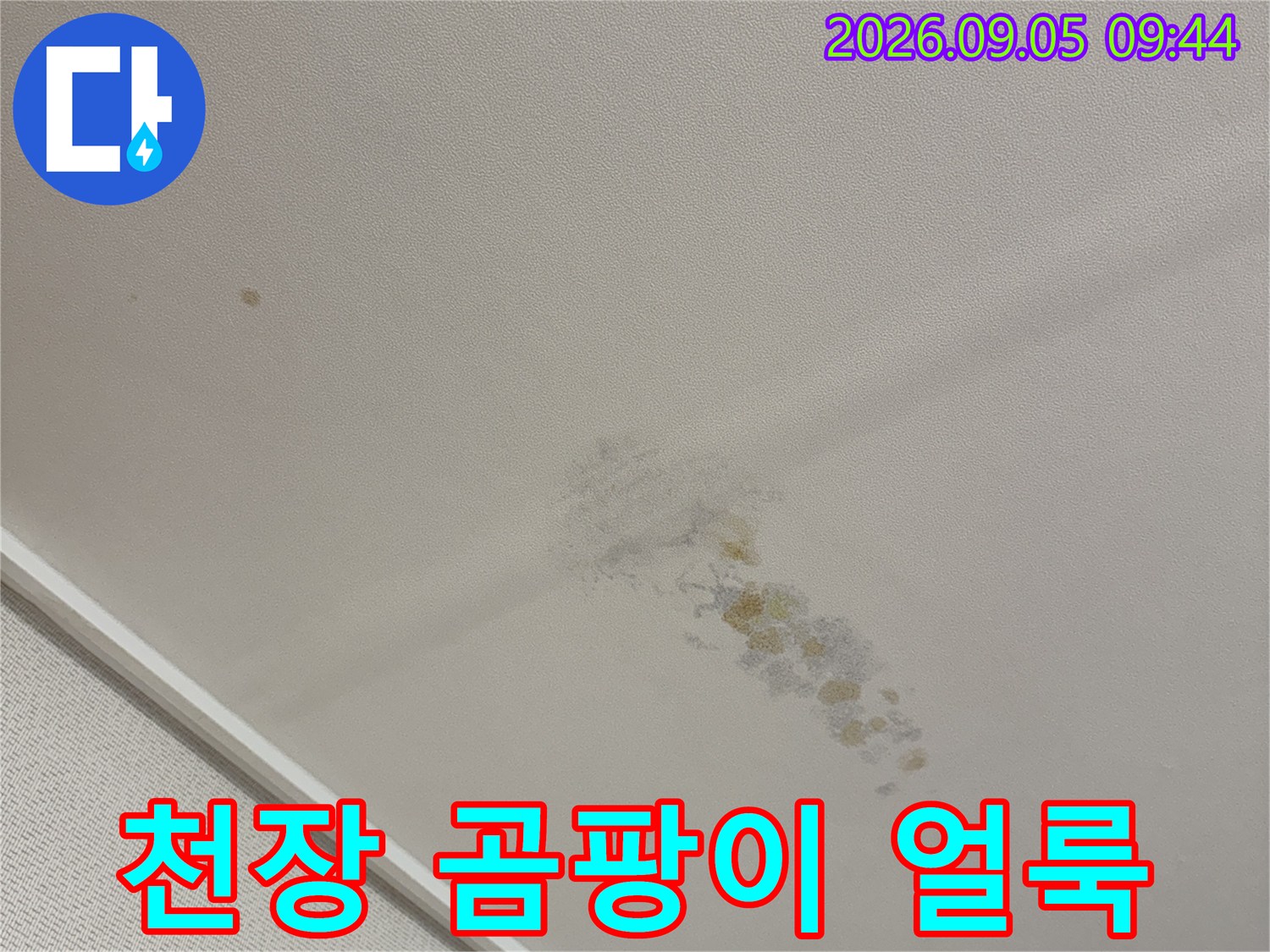 천장 벽면에 넓게 퍼진 습기 자국과 곰팡이 발생 부위