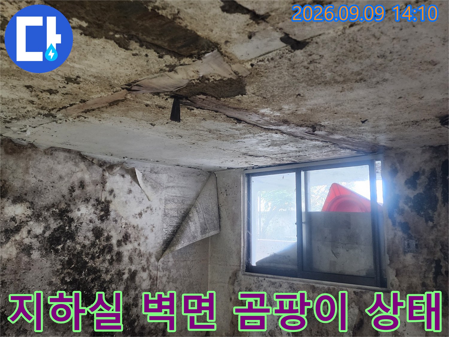 서초구 염곡동 지하실 내부의 심한 곰팡이와 습기 흔적