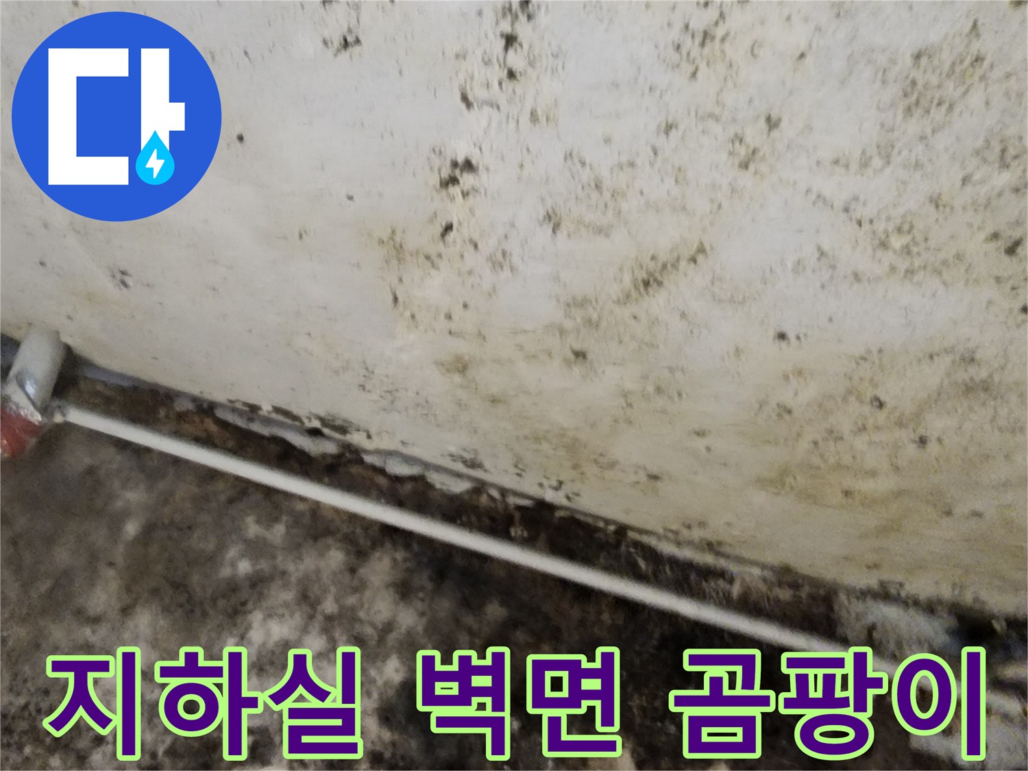 서초구 염곡동 지하실-벽면을 뒤덮은 곰팡이와 습기 상태