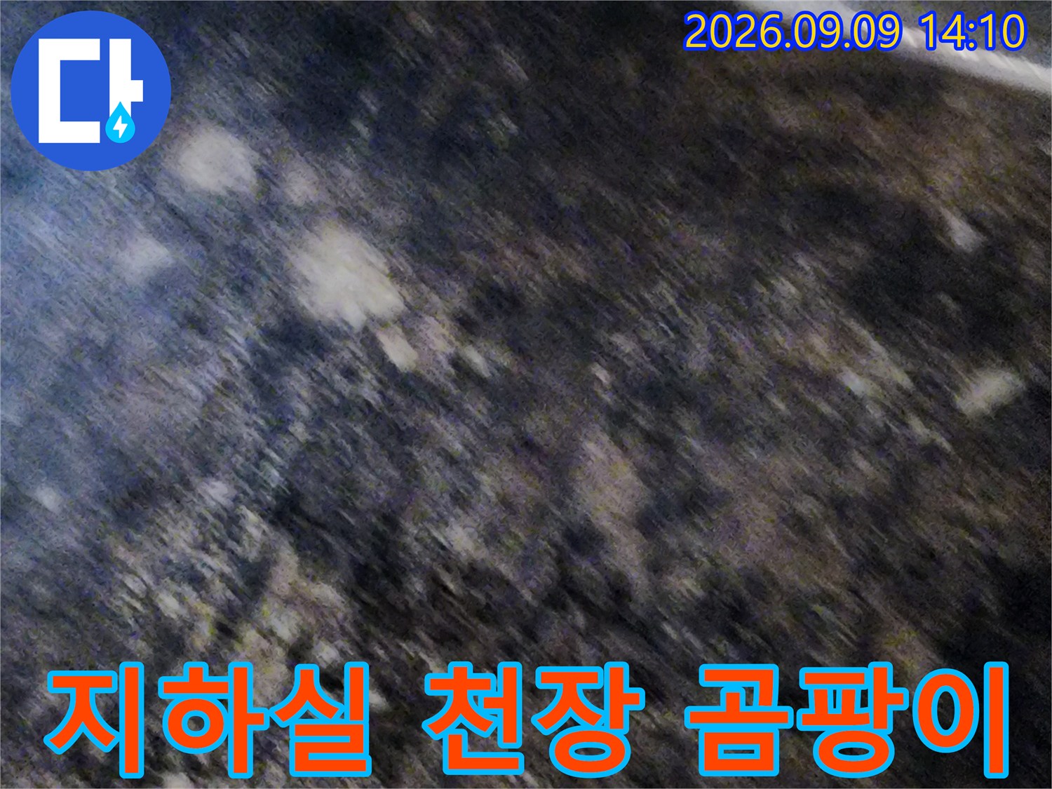 서초구 염곡동-지하실 천장의 심한 곰팡이와 습기 상태를 보여주는 사진입니다.